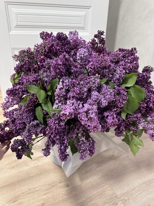 Продам огромный букет сирень