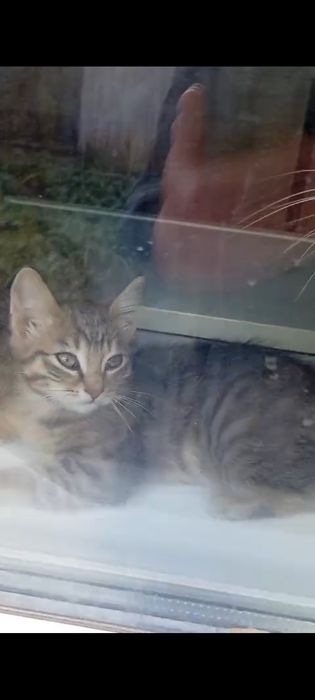 Котята мальчики 2 месяца