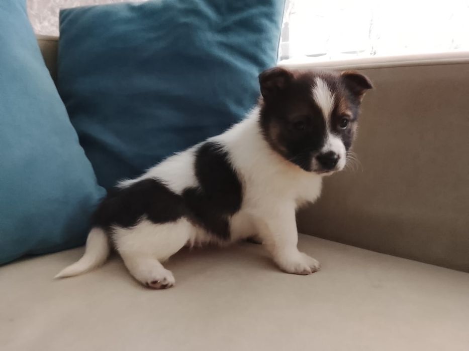 Большой выбор щенков