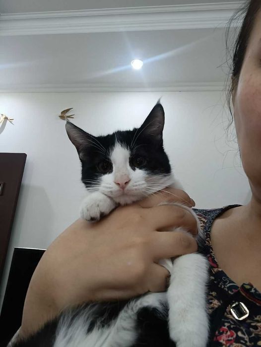 Котенок 4 месяца