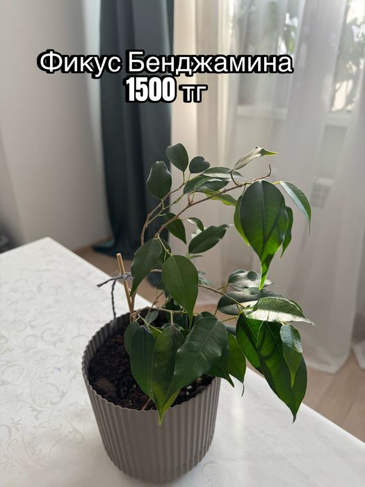 Комнатные домашние растения