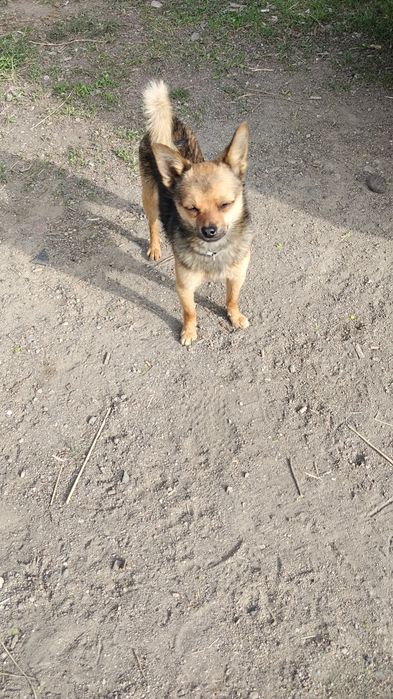 Бесплатно отдам щенят