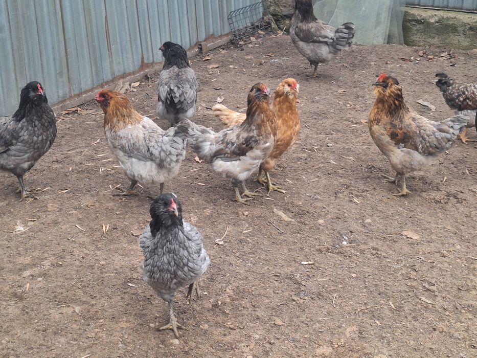 Продам куры амероукано и белефельдер