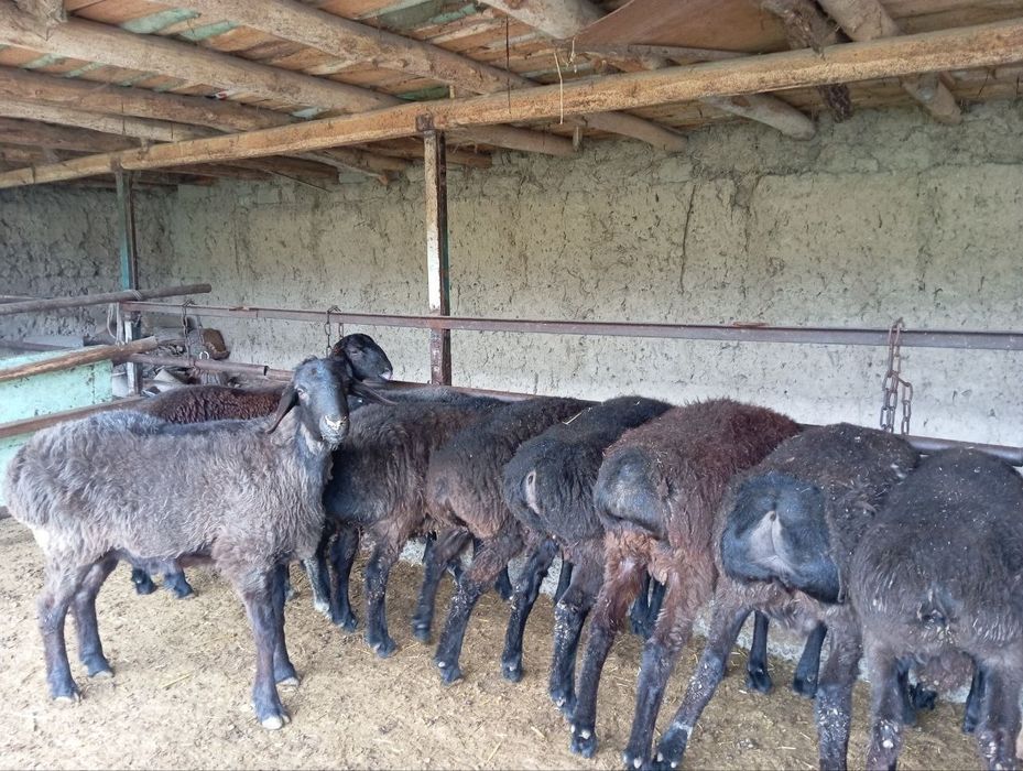 Ку́йлар сотилади