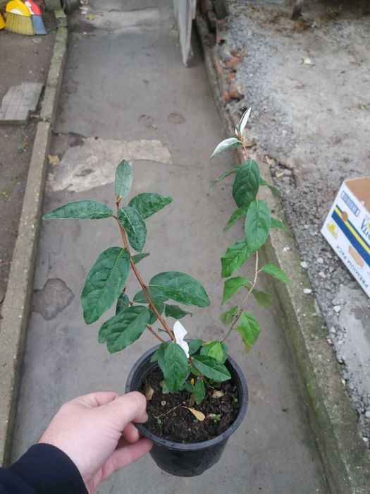 Пуантила - Pointilla