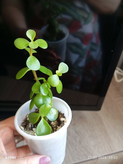 Отростки комнатных растений