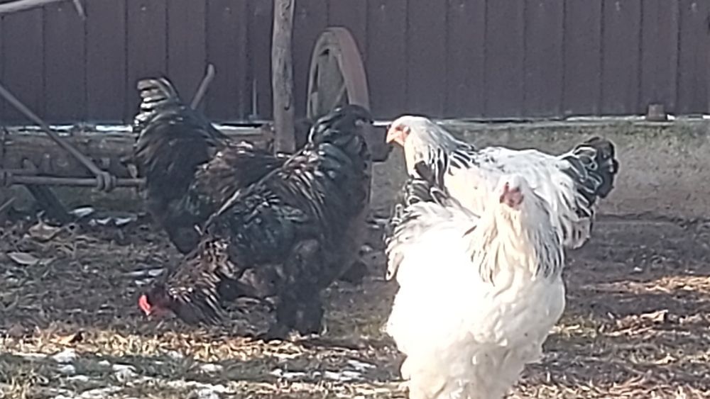 Cocoși de  vânzare Brahma herminat deschis Brahma  albastru  și  Brahm