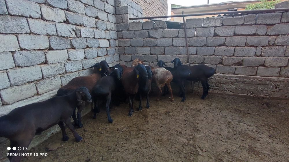 Qassob-Кассоб xizmatlari.
