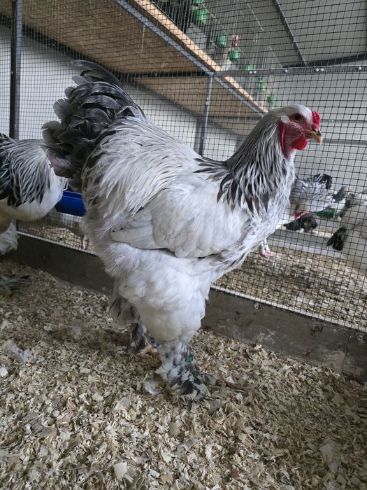 Brahma herminat pe albastru 2025