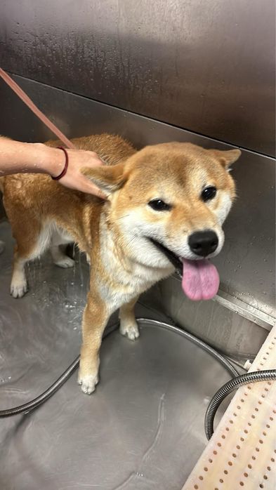 Предлагам груминг на кучета