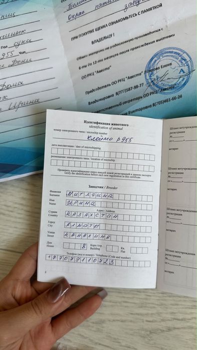 Шпиц белая девочка