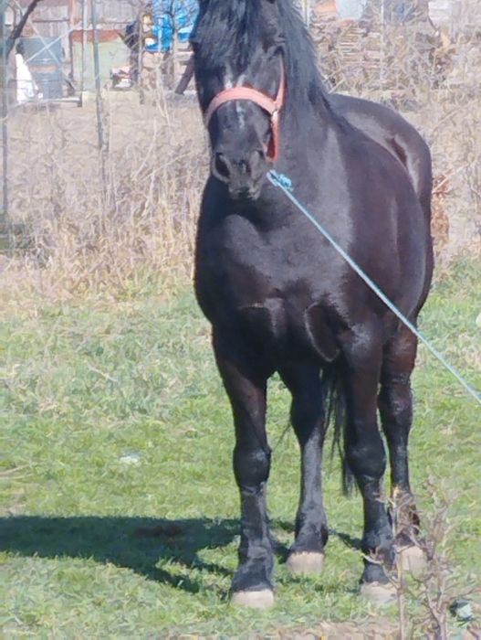 Vand O iapa de 7 ani gestanta de 7 luni fara defecte schimb si cu vaca