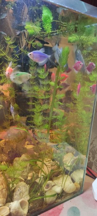 Продам аквариум 40 л со всем содержимым