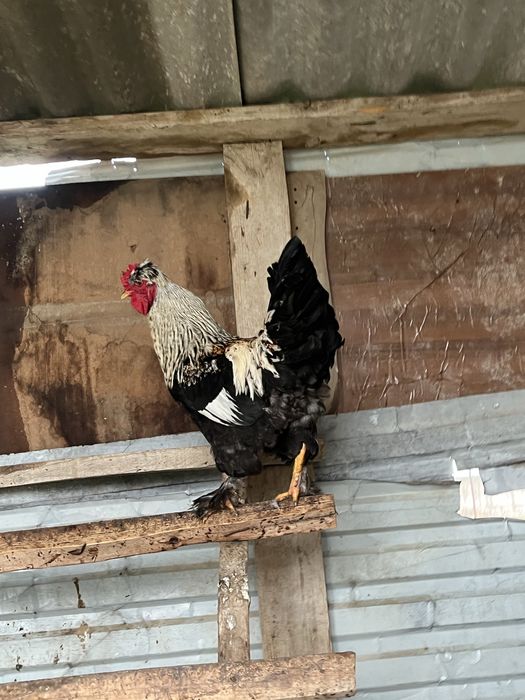 Тауыктар сатылады