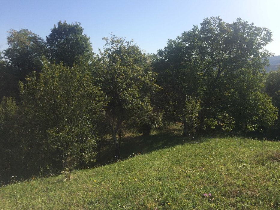 Teren intravilan de vanzare in Drajna de Sus