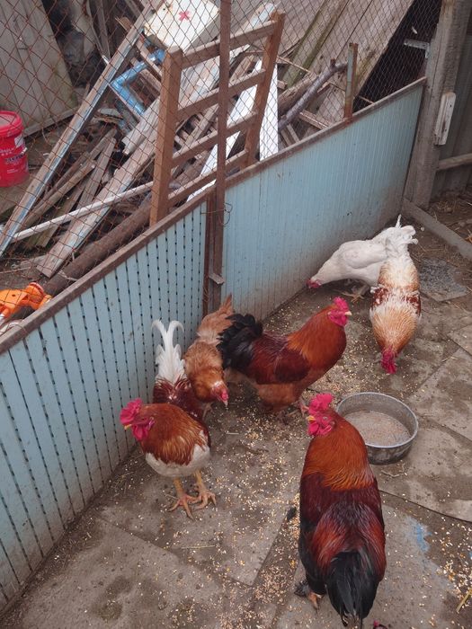 Продаются 3 петуха брама