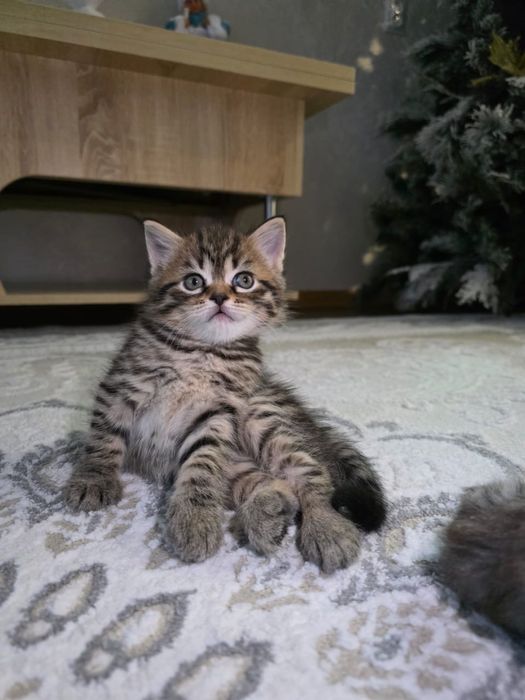 Британский котенок