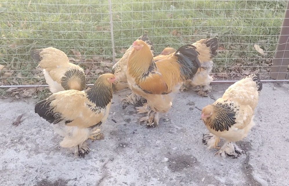 Ouă găini brahma pentru incubat