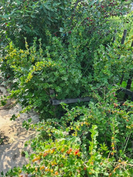 Продам дачу в дачном обществе Ромашка