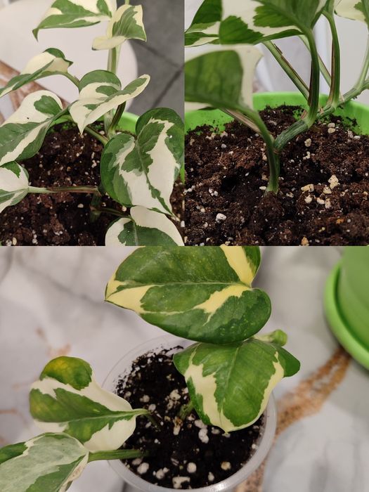 Цветы цветы цветы