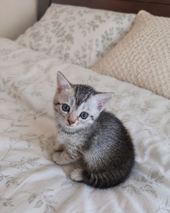 Котята скоттиш страйт
