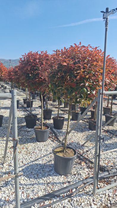 Arțar japonez magnolia Camelia plante ornamentale