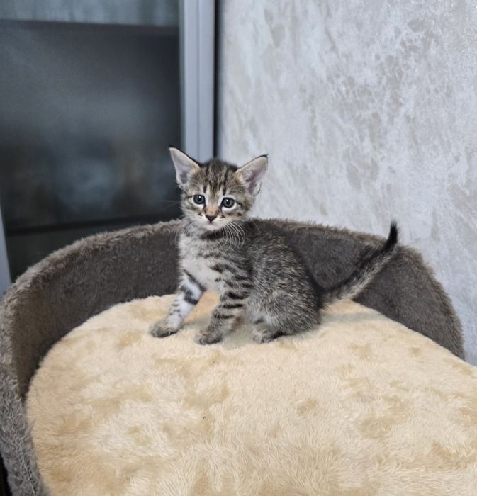 Отдаём котят  в добрые руки.