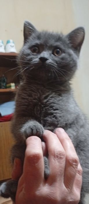 Породистые котята