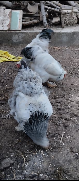 Bramo tuxumlar sotlad Urganchda