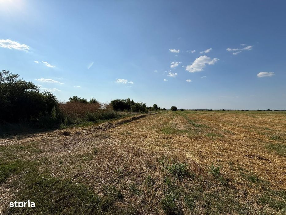 Teren Intravilan 5.000 Mp – Darza, Crevedia | 8 €/Mp | Oportunitat