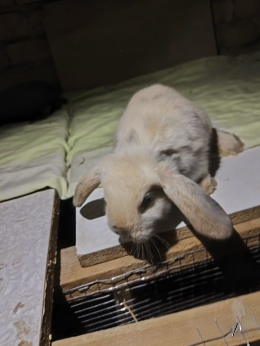 Quyon bolalari 10ta bor