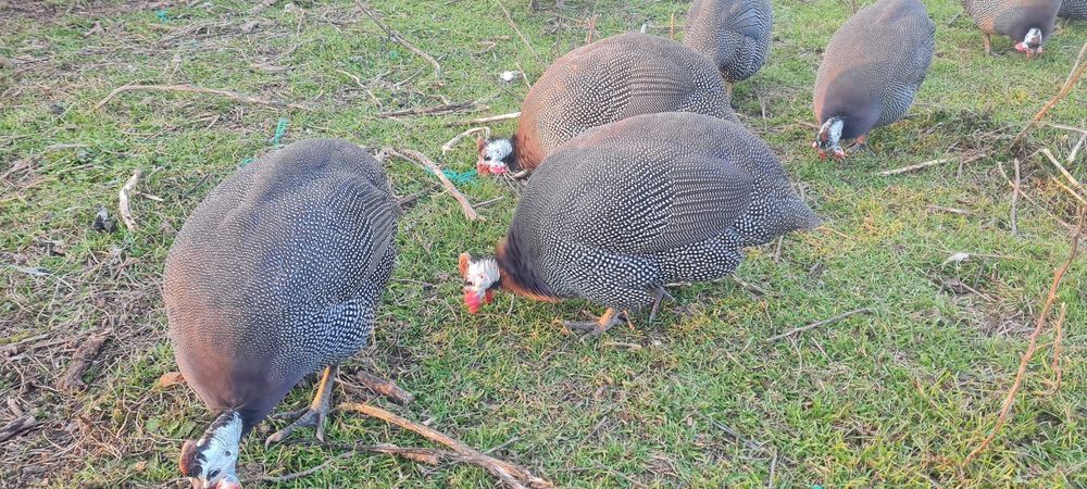 Bibilici masculi adulți 10 luni foarte îngrijiți