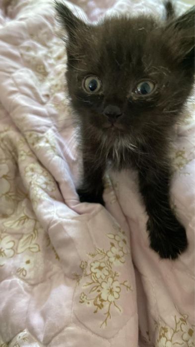 Котенок мальчик ищет хороших хозяев