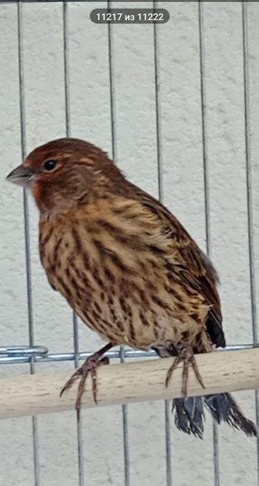 Канарейка   6. 7. Ойлила. Сотилади. Красная дерева