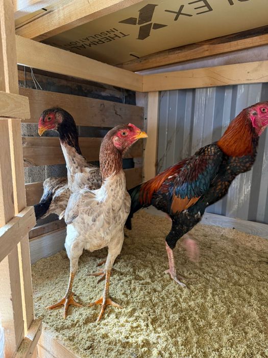 Куры даканы продам