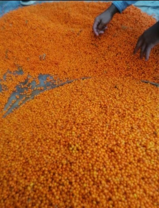 Vând cătină proaspătă în cantități mari