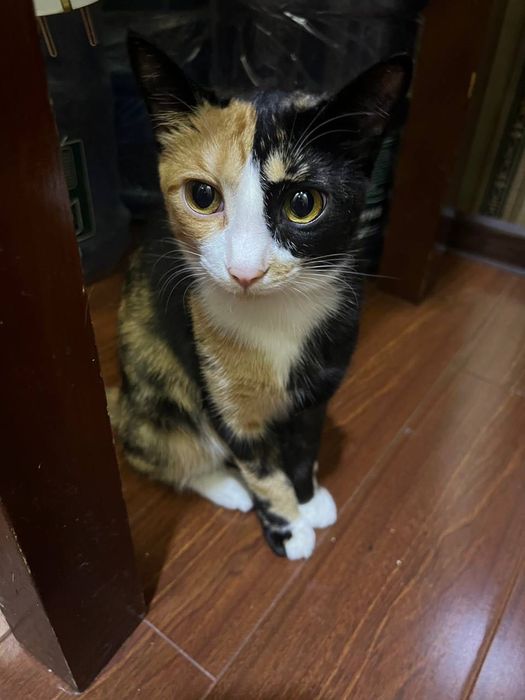 Бесплатно котята в добрые руки