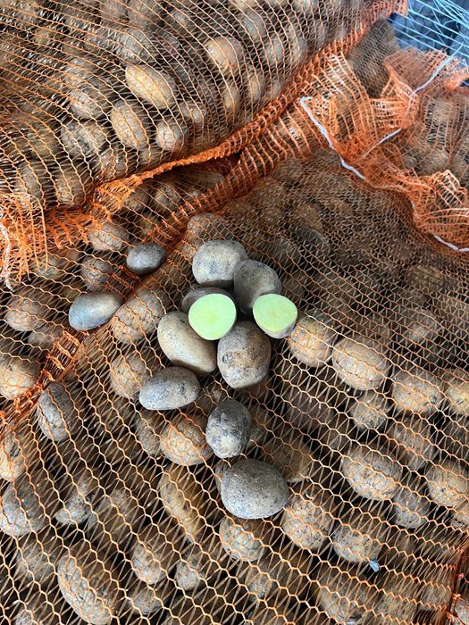 vand cartofi samanta albi si rosii cantitati mari Germania si Romania