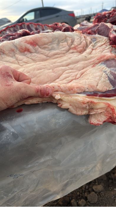 3 жасар сатылады еркек