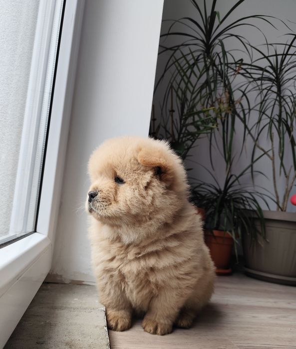 Puiut  Chow Chow