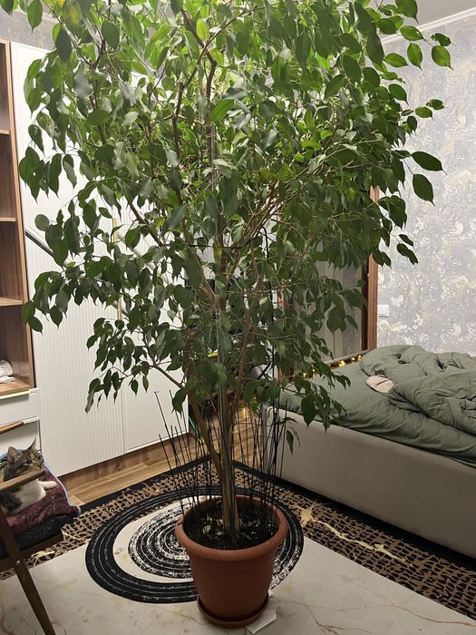 Растение Фикус бенджамина