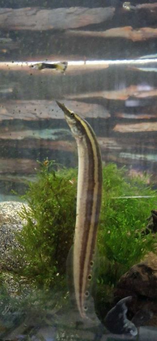 рибки и аквариум