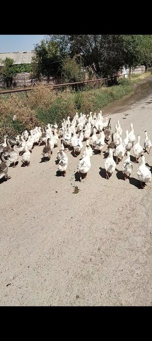 Гуси  продаётся подешевле