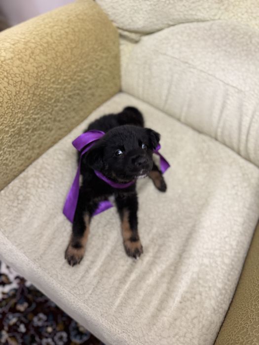 Пристраивается щеночек