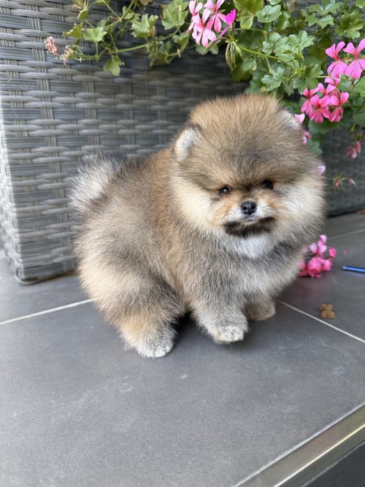 Pomeranian fetita cu pedigree FCI