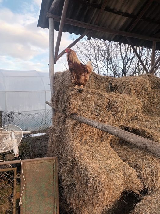 Cocoș Brahma de vânzare