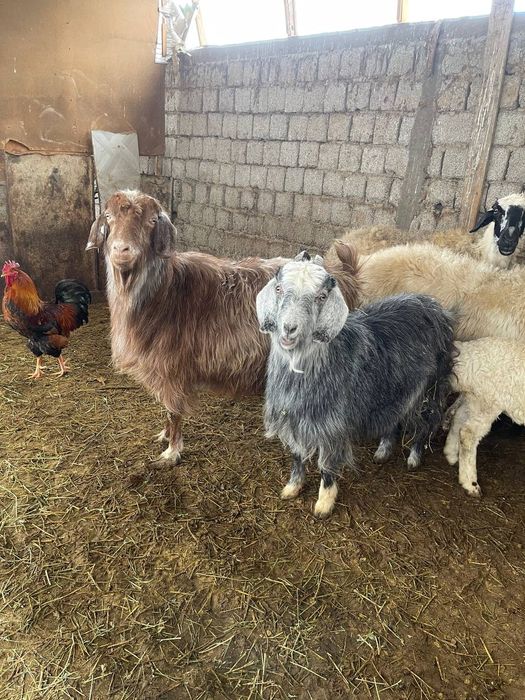 Ona bola, echki Rosiski