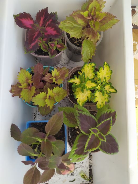 Продам горшочки для рассады