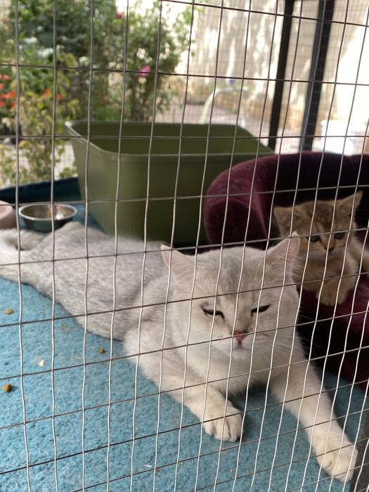 Mushukchalar sotiladi 2 yarim oylik toza paroda shinshila