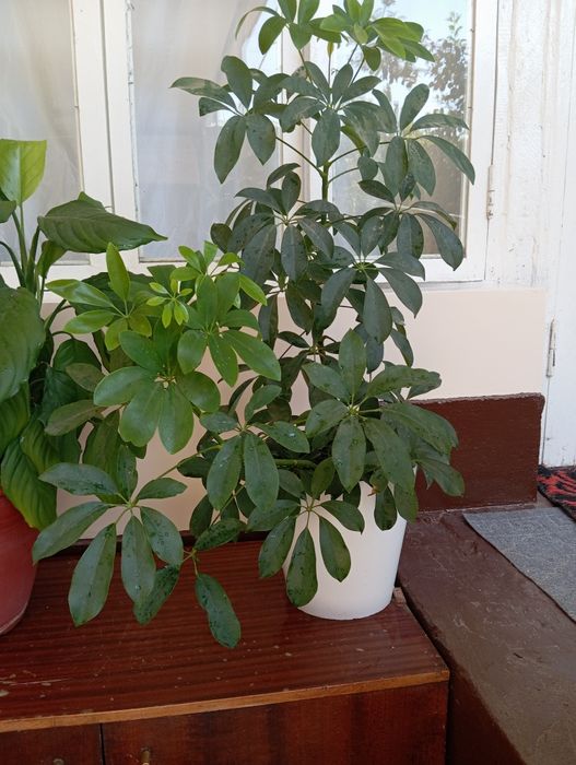 Chiroyli honaki gullar